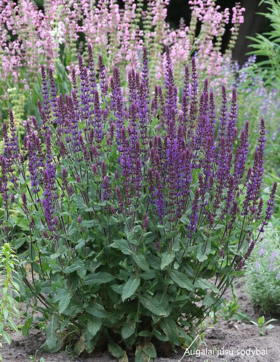 Gojinis šalavijas (Salvia nemorosa) 'Caradonna Compact'